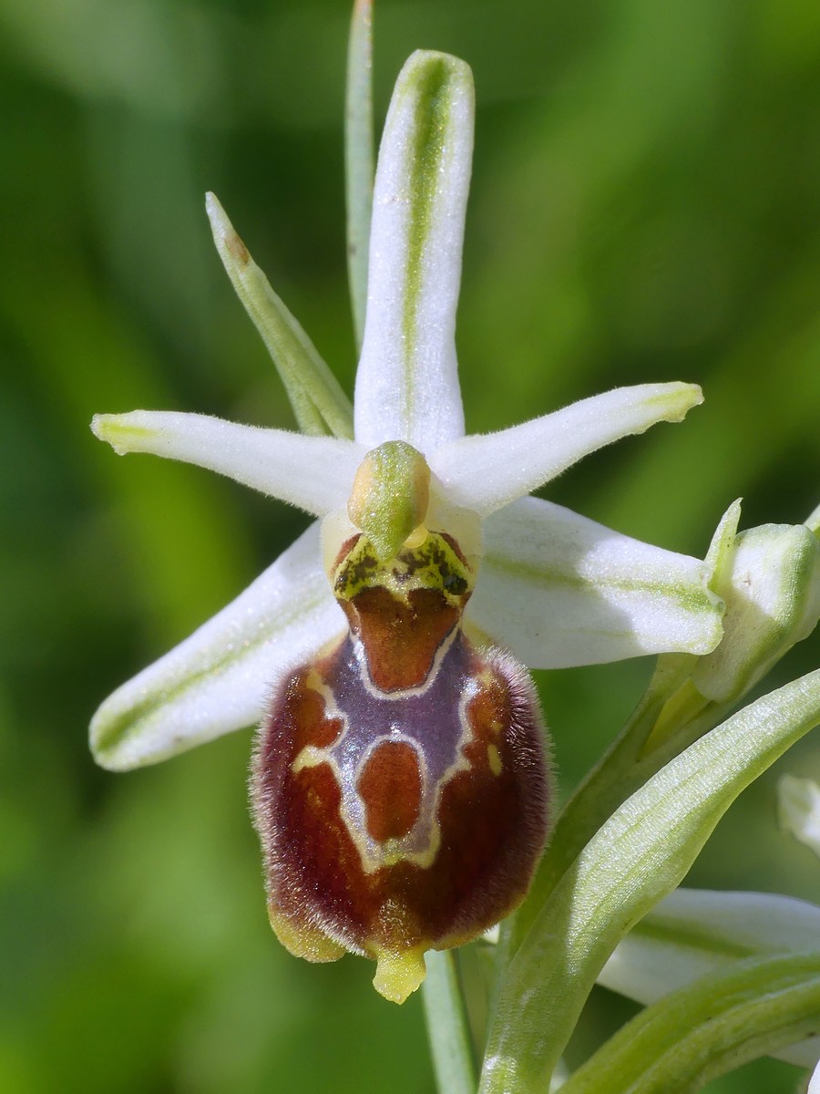 Ophrys exaltata subsp. montis-leonis e forme di variabilit nel Lazio, marzo e aprile 2018